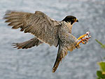 Peregrine falcon � John Goodall