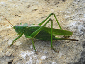 Great Green Bush Cricket