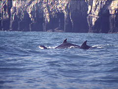 Bottlenose dolphins and calf
