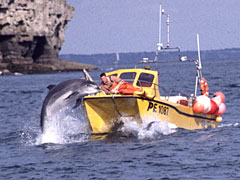 Dolphin leaping