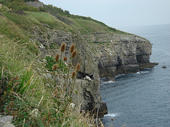 Durlston Head