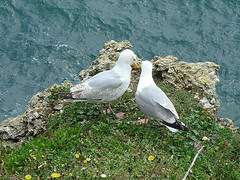 Herring Gulls