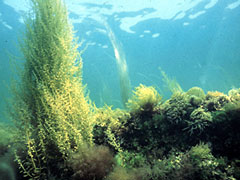 Underwater