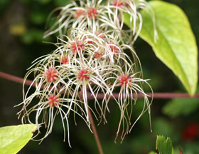 Old Man's Beard