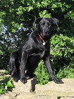 Widget - Park Dog