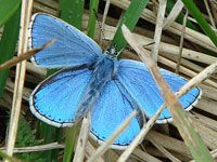 Adonis Blue