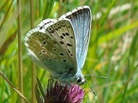 Chalkhill Blue