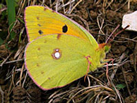 Clouded Yellow