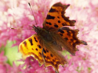 Comma