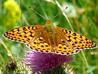 Dark Green Fritillary