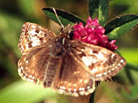 Dingy Skipper