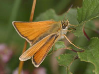 Essex Skipper