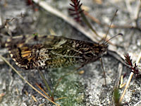 Grayling