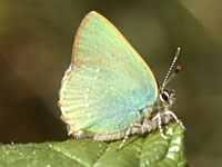 Green Hairstreak