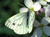  Green-veined White