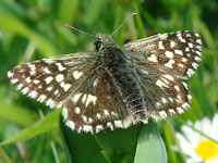 Grizzled Skipper