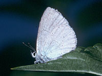 Holly Blue