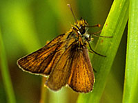 Large Skipper