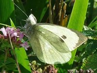 Large White