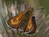 Lulworth Skipper