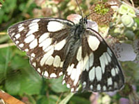 Marbled White