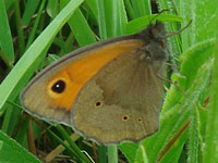 Meadow Brown