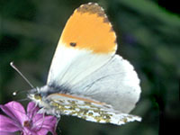 Orange Tip