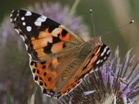 Painted Lady