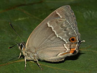 Purple Hairstreak