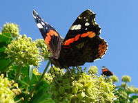 Red Admiral