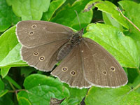 Ringlet