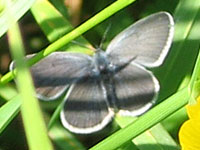 Small Blue