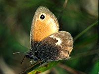 Small Heath