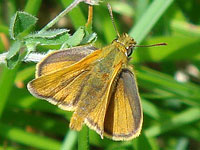 Small Skipper