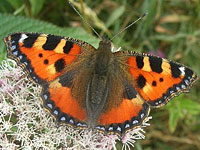 Small Tortoiseshell