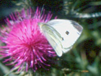 Small White