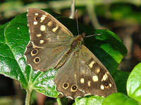 Speckled Wood