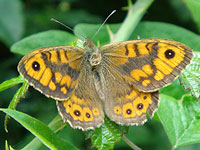 Wall Brown