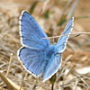 Adonis Blue