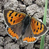 Small Copper