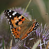 Painted Lady