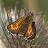 Lulworth Skipper