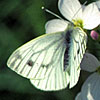 Green-veined White