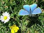 Adonis Blue