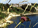 Marbled White above Durlston Bay � Heather Snow