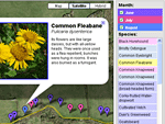 Wild flower map