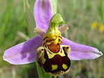 Bee Orchid