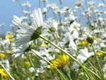 Ox-eye Daisies. Photo by Heather Bell