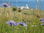 Scabious