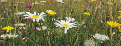 Wild flowers